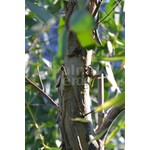 Bomen-trees Eucalyptus gunnii - Arbre d'eucalyptus