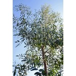 Bomen-trees Eucalyptus gunnii - Arbre d'eucalyptus