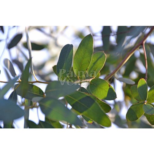 Bomen-trees Eucalyptus gunnii - Eucalyptus tree