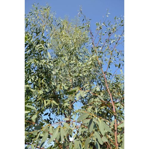 Bomen-trees Eucalyptus gunnii - Eucalyptus tree