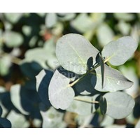 Bomen-trees Eucalyptus gunnii - Arbre d'eucalyptus