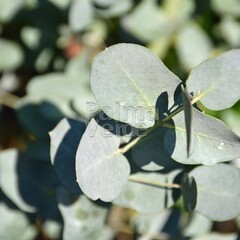Bomen-trees Eucalyptus gunnii - Eucalyptusboom
