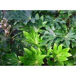 Blad-leaf Fatsia japonica - Japanse vingerplant