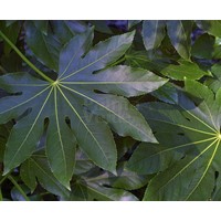 Blad-leaf Fatsia japonica - Paperplant
