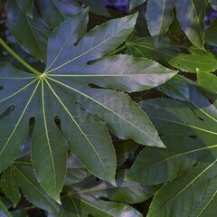 Blad-leaf Fatsia japonica - Paperplant
