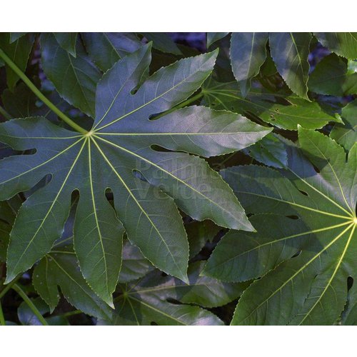 Blad-leaf Fatsia japonica