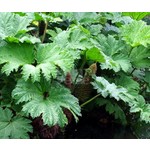 Blad-leaf Gunnera manicata - Mammoetblad