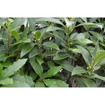 Blad-leaf Laurus nobilis - Kitchen laurel