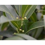 Blad-leaf Laurus nobilis - Laurier sauce