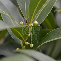 Blad-leaf Laurus nobilis - Laurier sauce