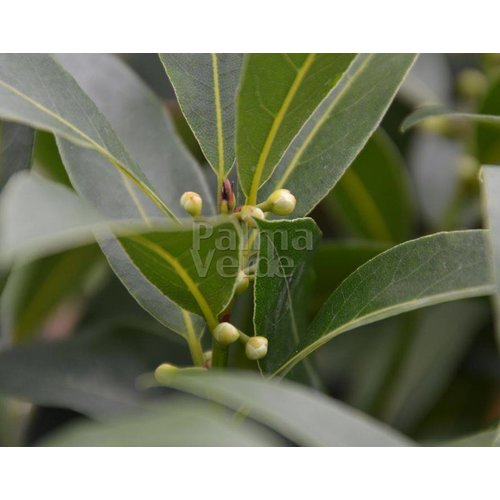 Blad-leaf Laurus nobilis - Kitchen laurel