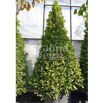 Blad-leaf Laurus nobilis - Laurier sauce
