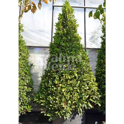 Blad-leaf Laurus nobilis - Kitchen laurel