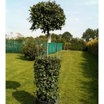 Blad-leaf Laurus nobilis - Laurier sauce