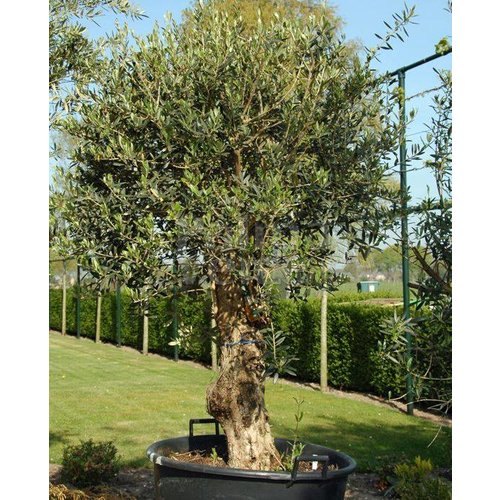 Bomen-trees Olea europaea - Olive tree