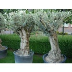 Bomen-trees Olea europaea - Olive tree