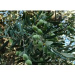 Bomen-trees Olea europaea - Olive tree