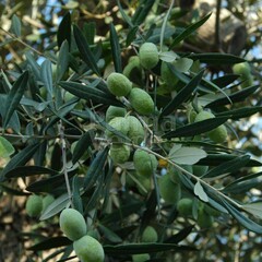 Bomen-trees Olea europaea - Olive tree