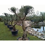 Bomen-trees Olea europaea - Olive tree