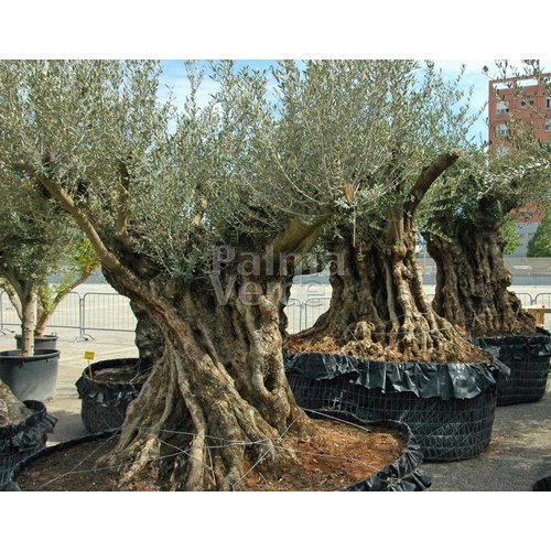 Bomen-trees Olea europaea - Olive tree