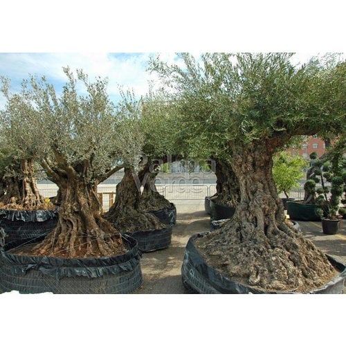 Bomen-trees Olea europaea - Olive tree