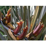 Blad-leaf Phormium tenax - New Zealand flax - Harakeke