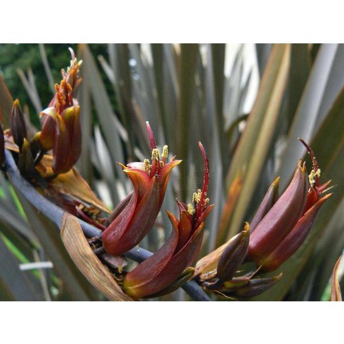 Blad-leaf Phormium tenax - Lin de Nouvelle Zélande - Harakeke