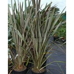 Blad-leaf Phormium tenax - New Zealand flax - Harakeke