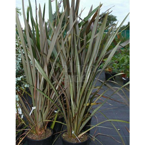 Blad-leaf Phormium tenax - New Zealand flax - Harakeke