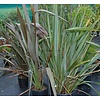 Blad-leaf Phormium tenax - New Zealand flax - Harakeke