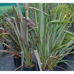 Blad-leaf Phormium tenax - New Zealand flax - Harakeke