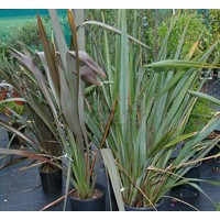 Blad-leaf Phormium tenax - New Zealand flax - Harakeke