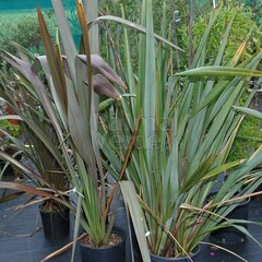 Blad-leaf Phormium tenax - New Zealand flax - Harakeke