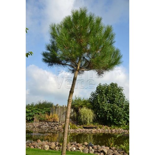 Bomen-trees Pinus pinea - Parasolden - Pijnboom