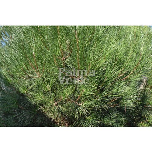 Bomen-trees Pinus pinea - Pine