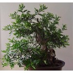 Bomen-trees Pistacia lentiscus - Mastiekboom