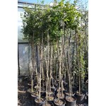 Bomen-trees Quercus ilex - Chêne vert