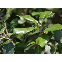 Bomen-trees Quercus ilex - Chêne vert