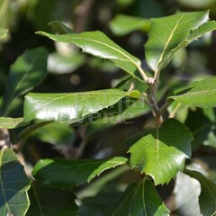 Bomen-trees Quercus ilex - Chêne vert
