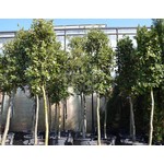 Bomen-trees Quercus ilex - Holm oak