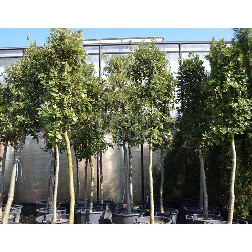 Bomen-trees Quercus ilex - Holm oak