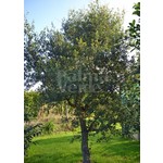 Bomen-trees Quercus suber - Kurkeik