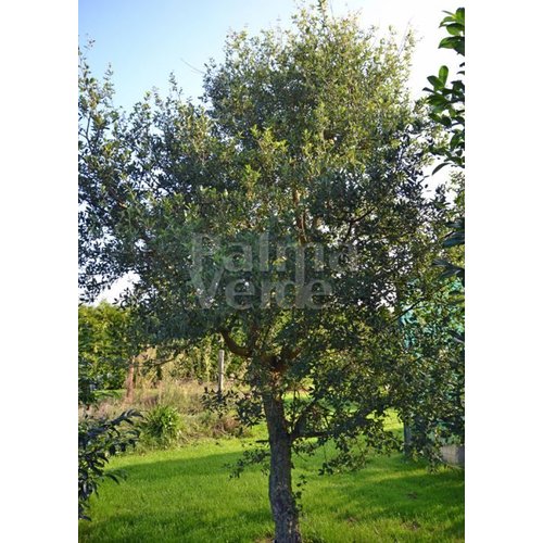 Bomen-trees Quercus suber - Cork oak