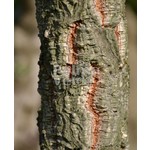 Bomen-trees Quercus suber - Cork oak