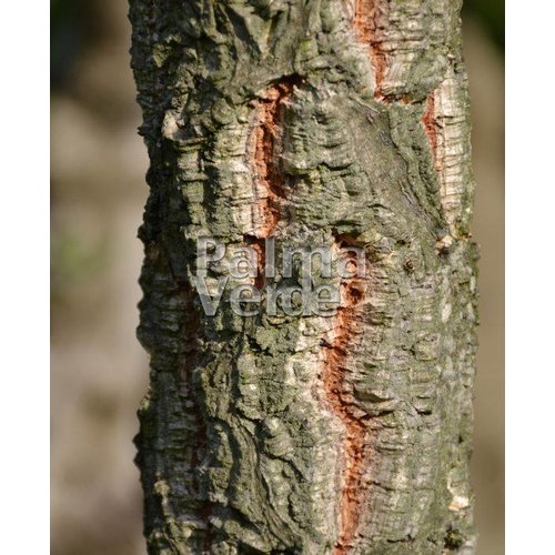 Bomen-trees Quercus suber - Cork oak