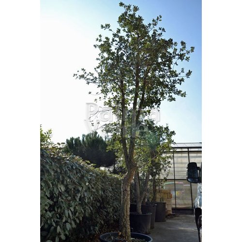 Bomen-trees Quercus suber - Cork oak