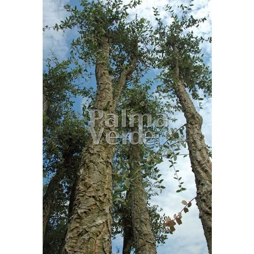 Bomen-trees Quercus suber - Cork oak