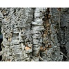 Bomen-trees Quercus suber - Cork oak
