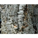 Bomen-trees Quercus suber - Cork oak