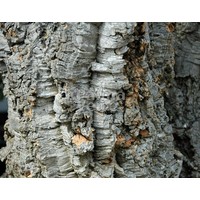 Bomen-trees Quercus suber - Kurkeik